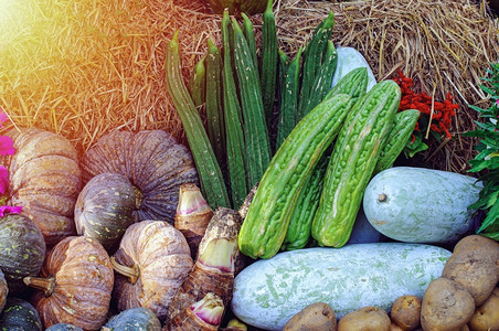有机的旅行夏天农用有机热带蔬菜和水果类有机作物背景图片
