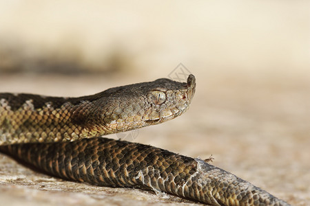 自然少年毒蛇欧洲鼻角蝰的特写恐怖症动物图片