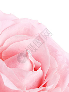 花瓣单粉红玫瑰孤立在白色上紧闭妈们礼物图片