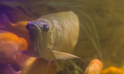 新鲜的一种流行观赏水族馆宠物来自美洲亚马孙盆地的热带鱼类触须河流图片