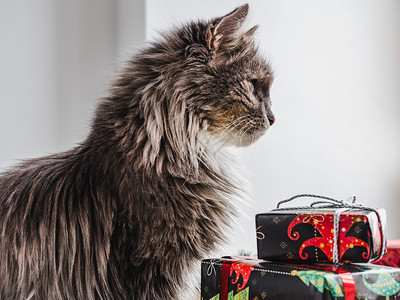 长毛猫咪和圣诞礼盒图片