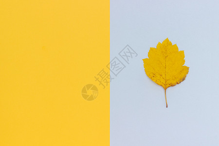 灰黄背景上的秋叶图片