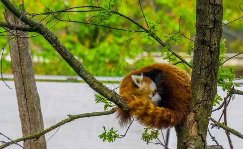 熊猫科亚洲人一只红熊猫在树上高躺从亚洲来的濒危动物群一种图片