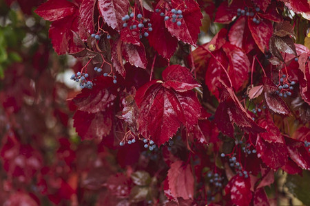 明亮的植物学生长红葡萄叶在土耳其雨中湿透图片