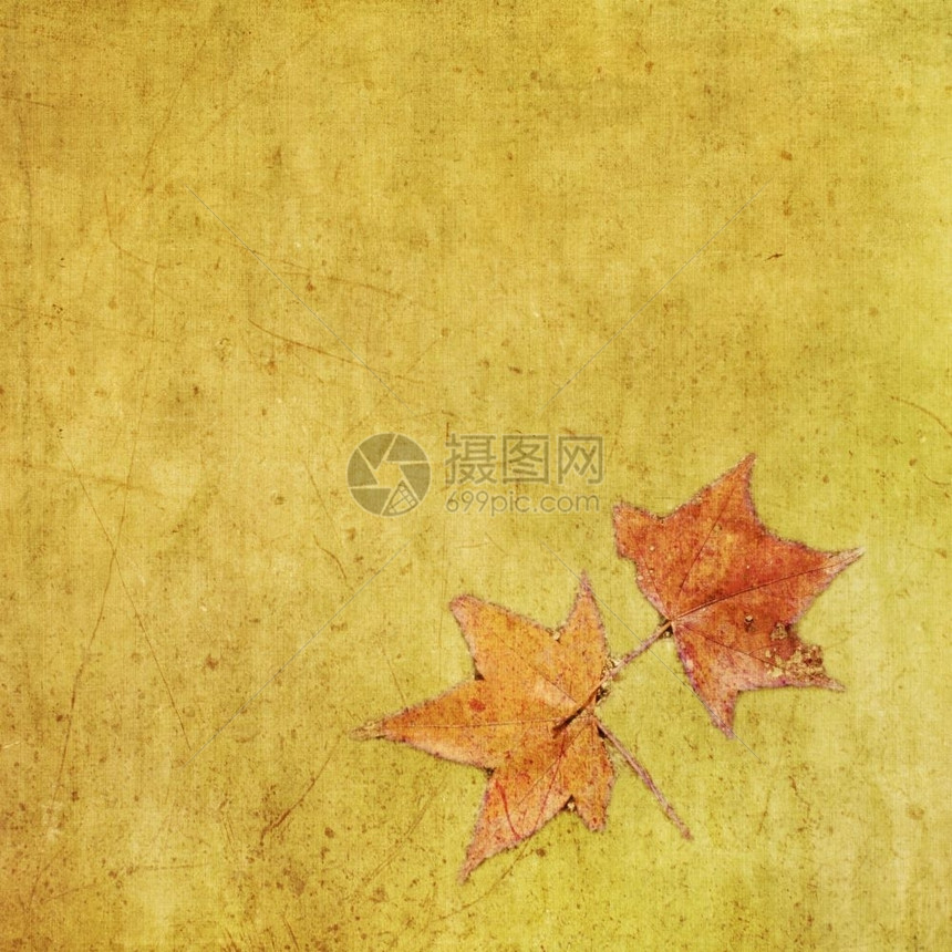 垃圾摇滚覆盖底土本的秋色彩多绿叶邋遢图片