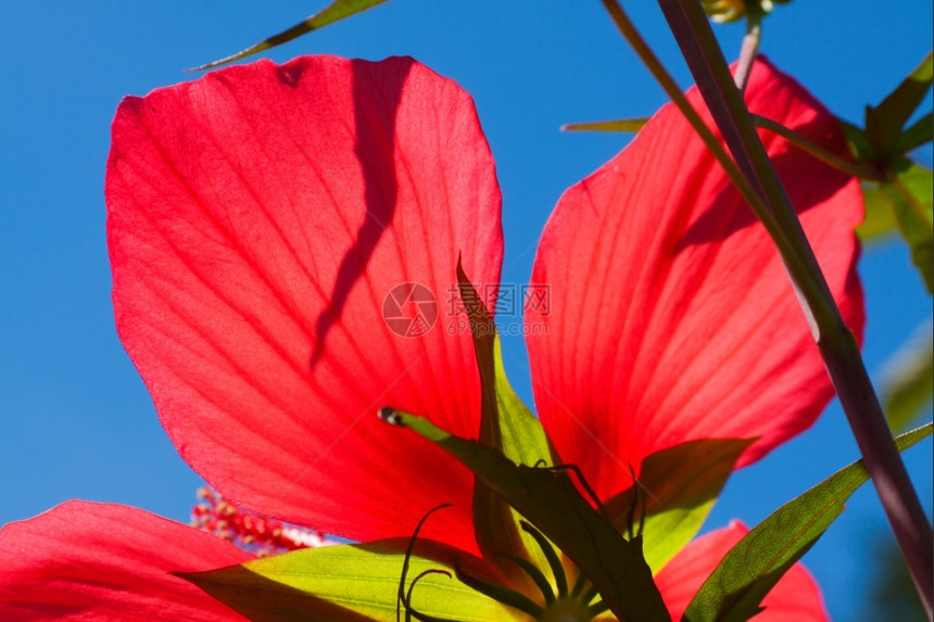 红色的新鲜植物群花园中美丽的红色花朵与蓝的天空对抗图片