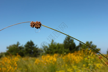 户外草本播种在天空和树木底部的草原上撒着种子植物标本室图片