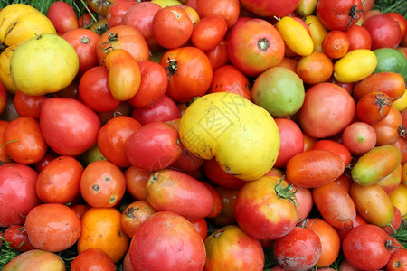 生产红番茄和黄收成图象植物庄稼图片