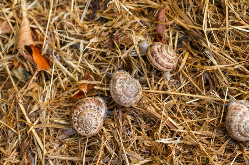 草地上的花园蜗牛清晨在草地上爬起的花园蜗牛有机自然粘液图片