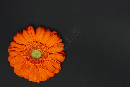 植物木板橙色热贝拉花朵黑桌新的图片