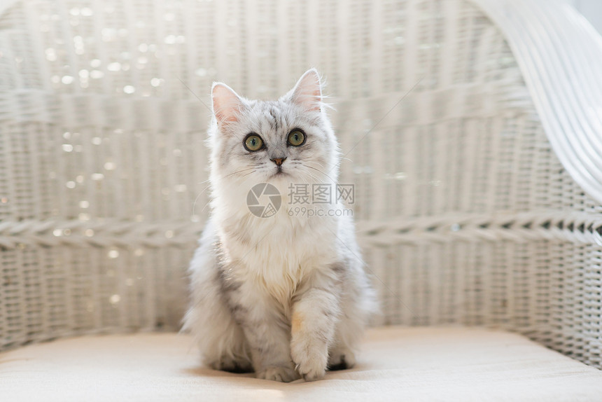 可爱的白色波斯猫图片