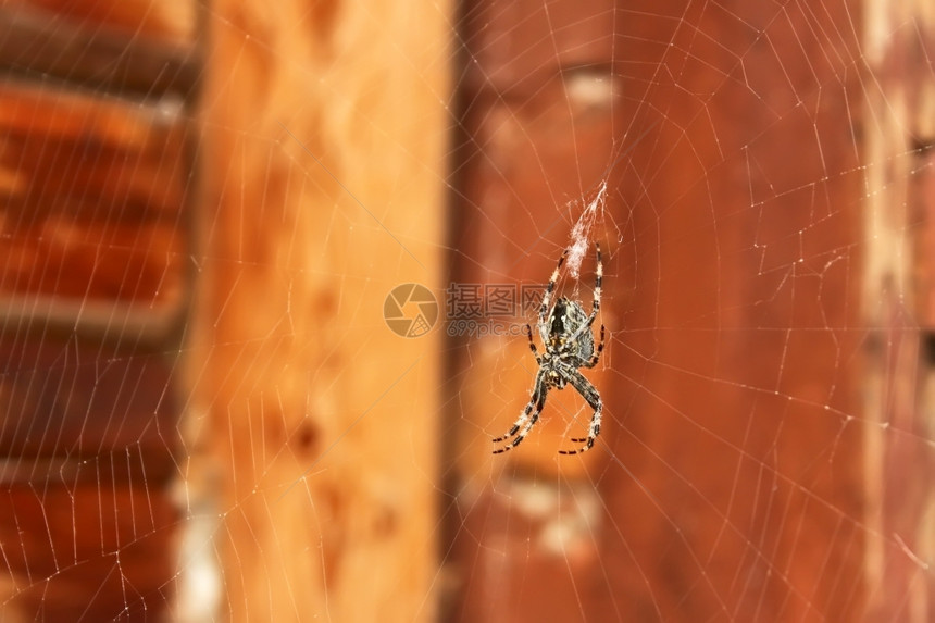 纺纱大蜘蛛悬在网上挂户外红漆板的背景上万圣节概念蛛形纲动物巢图片