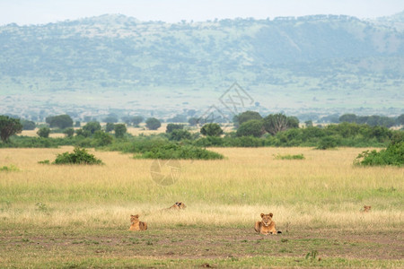 诚信为荣生物乌干达以狮子为荣的伊丽莎白女王公园全景旅游栖息地背景