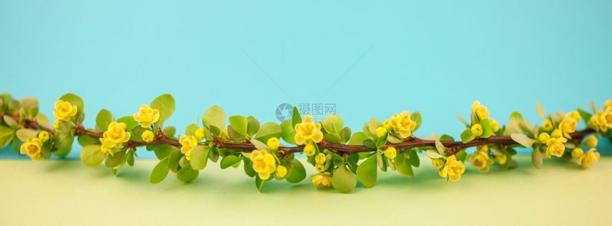花瓣最小的春开树莓枝绿色叶子巴布和黄色花朵面纸彩背景复制空间极小横幅宽长体型微小新鲜的图片