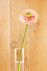 植物花的瓶中粉红色格贝拉花菊朵木制背景碗图片