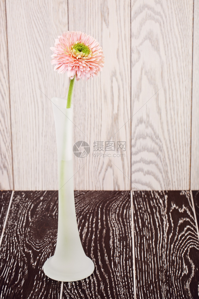 花瓶中的粉红色格贝拉花菊朵木制背景自然花瓣春天图片