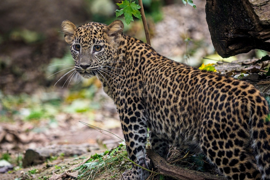 脸斯里兰卡豹幼崽Pantheraparduskotiya丛林野生动物图片