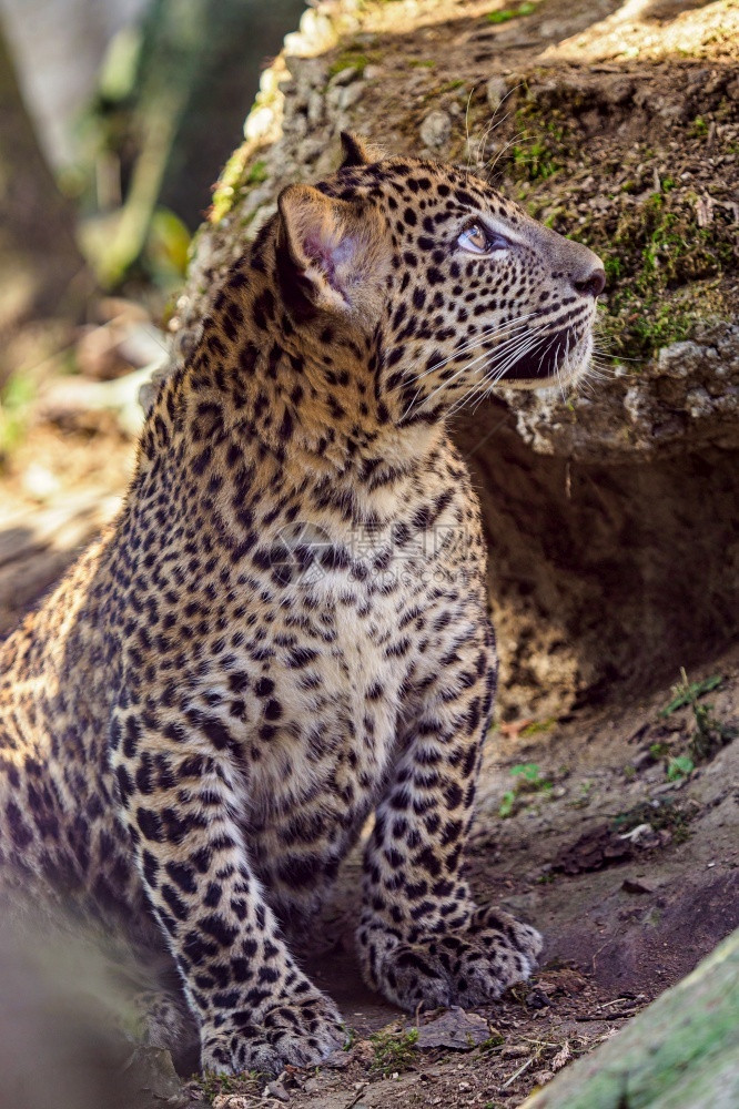 斯里兰卡豹幼崽Pantheraparduskotiya兰坎亚洲快速地图片