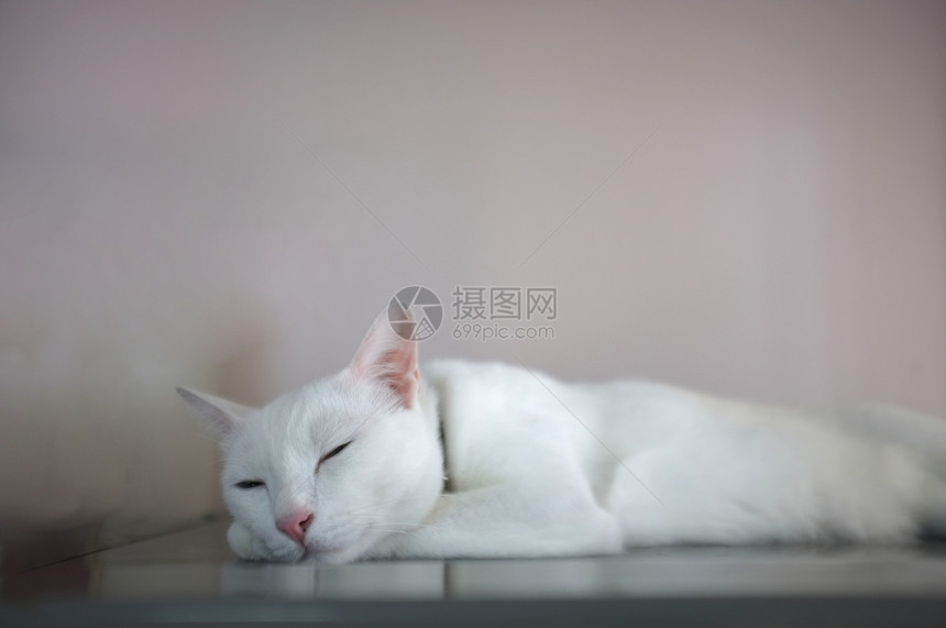 一只白猫两双颜色不同的眼睛如蓝睡和黄正面肖像美丽的图片
