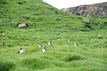 海雀科动物自然阿尔卡在法罗群岛的洞穴前坐在该群岛草地上的绿大西洋海豚阿尔滕堡背景