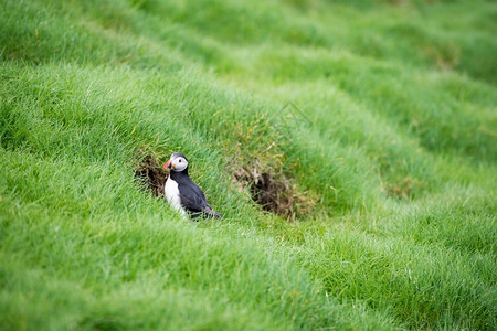在法罗群岛的洞穴前坐在该群岛草地上的绿大西洋海豚积极的鸟类岛屿图片