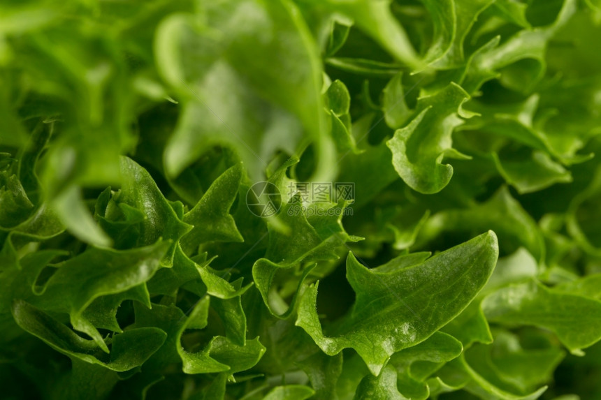 生产多叶的绿色新鲜生菜沙拉条纹贴近镜头健康图片