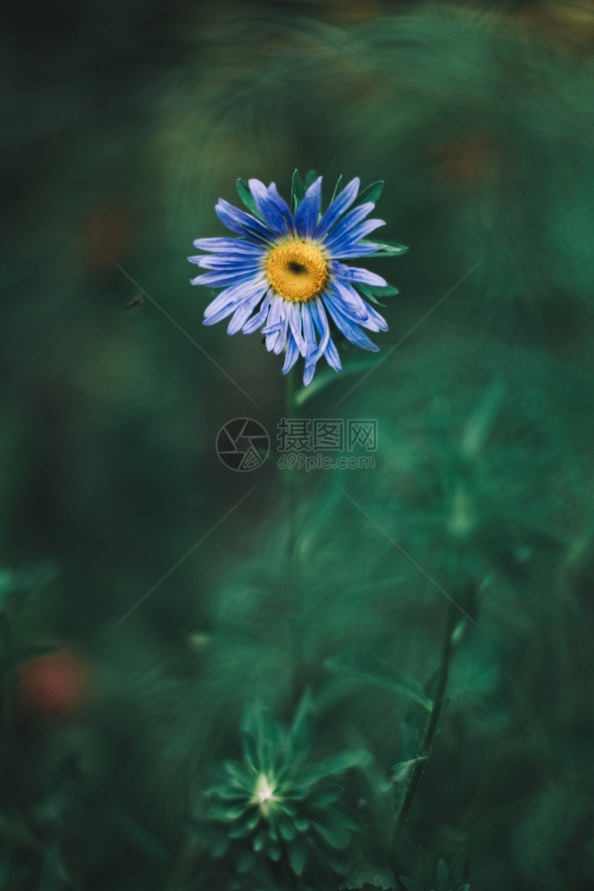美丽的蓝色花朵绿蓝背景黑的白生活图片