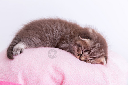 宠物猫咪睡在粉色枕头上图片