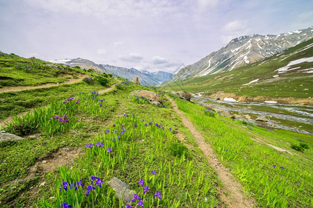 自然美丽的春天颜色自由阿尔卑斯山图片