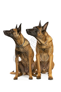 警卫察两条比利时玛诺犬在白色背景前两条比利时玛诺犬牧羊图片