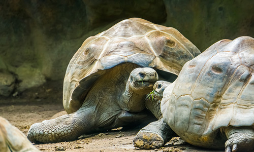易受伤害加拉帕戈斯乌龟夫妇表达爱的海龟来自加拉帕戈斯群岛的脆弱土地居住海龟物种男地面背景
