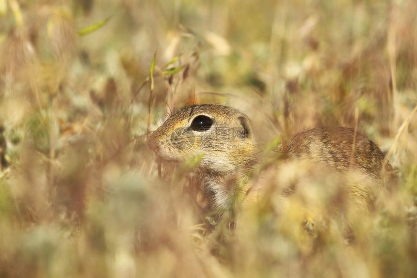 动物晶须常设欧洲地松鼠躲藏在草地上斯派罗莫菲勒图片
