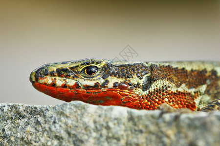 动物群野生红色的雄PodarcisMuralis普通壁蜥的宏观形象图片