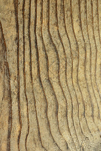 木材建造Fir平板图案的纹理您设计用的木形图案工图片
