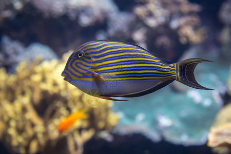 海蓝色的美丽线外科医生鱼阿坎图鲁斯线形鱼水族馆内棘科图片