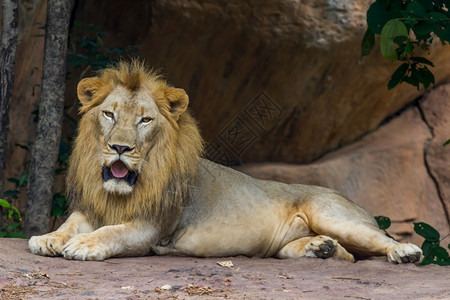 家庭狮子观看和休息王预订图片