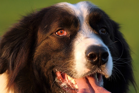 毛皮漂亮的犬类牧羊场附近的罗马牧羊犬肖像图片