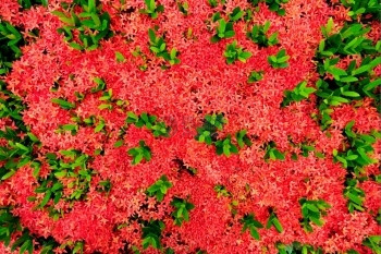 盛开美丽红色仙人掌泰国图片