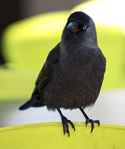 大成年人澳洲乌鸦是黑鸟有白虹色的冠突好奇图片