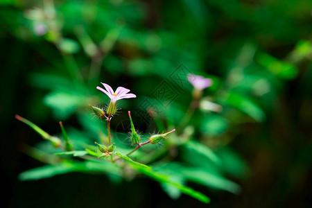 紫色的罗伯天植物学竺葵高清图片
