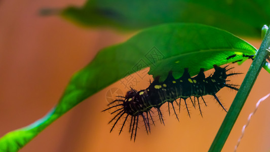 错误黑朱莉亚毛虫的大型封闭幼虫级的蝴蝶巴西热带昆虫种节肢动物漏洞图片