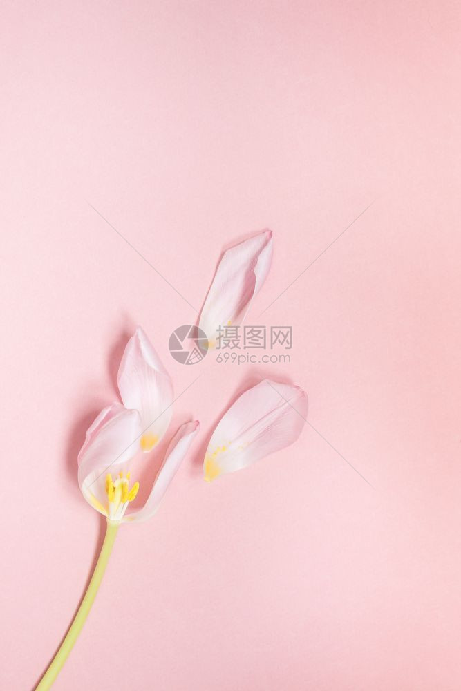 郁金香花团锦簇图片