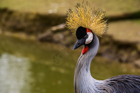 鸟类学灰冠起重机美丽的热带鸟类来自非洲的濒危动物群面部被紧闭颈缩乌干达图片