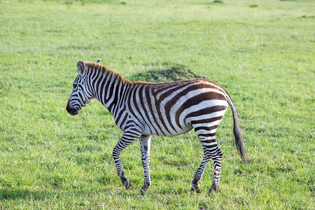 常见的可爱肯尼亚稀树草原上一只小斑马肯尼亚稀树草原上一只小斑马单身的背景图片