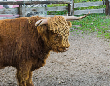 一种头棕色高地牛站在田野里的特写奶牛图片