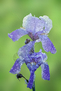 艺术品花的损坏蓝色Iris抽象视图片上受压层图片