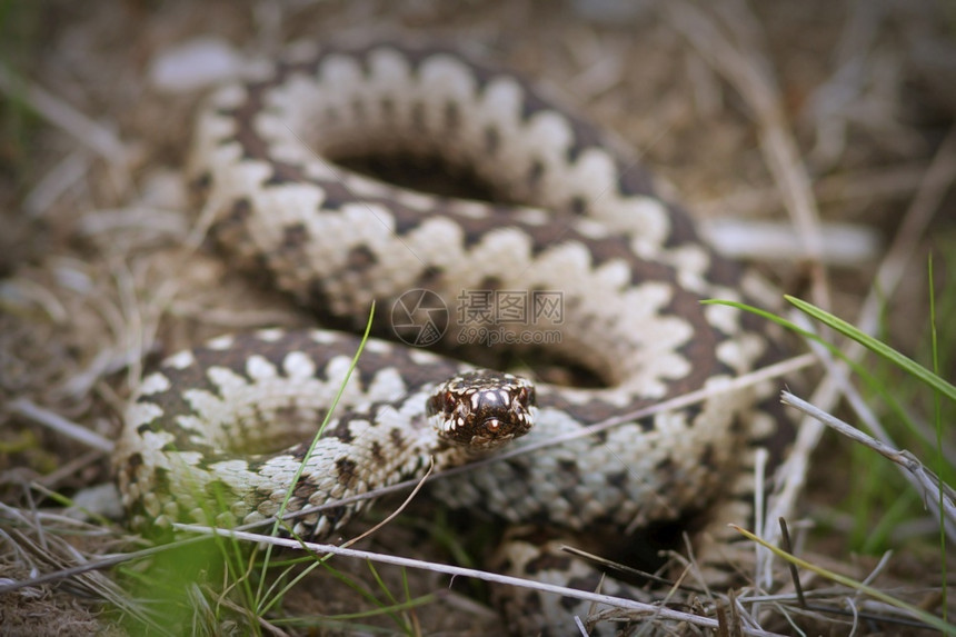 爬虫类蝮蛇科学自然栖息地中美丽的男共同配方Viperaberus图片
