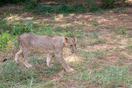 铺设一只年轻的狮子在草原上地在原的地猎人危险的图片