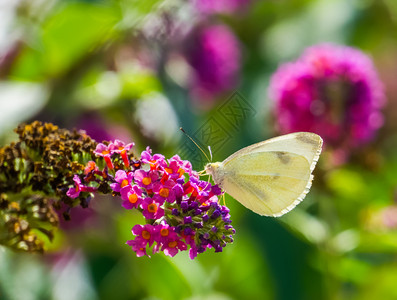 黄色的花朵蝴蝶欧洲的皮里斯高清图片