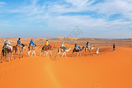 穿越摩洛哥非洲撒哈拉沙漠的骆驼大篷车沙丘徒步旅行图片